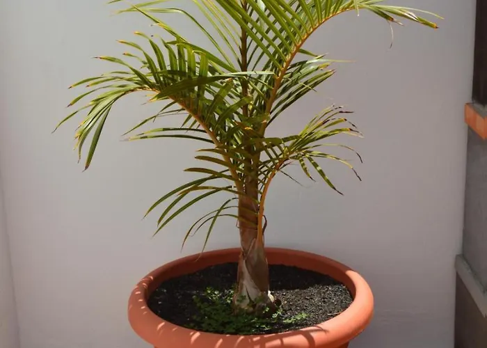 Mirafondo * بلايا هوندا