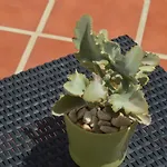 Mirafondo *