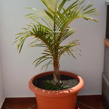 Mirafondo * Playa Honda (Lanzarote)